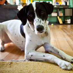 DogWatch of Eastern MA, , Massachusetts | Indoor Pet Boundaries Contact Us Image