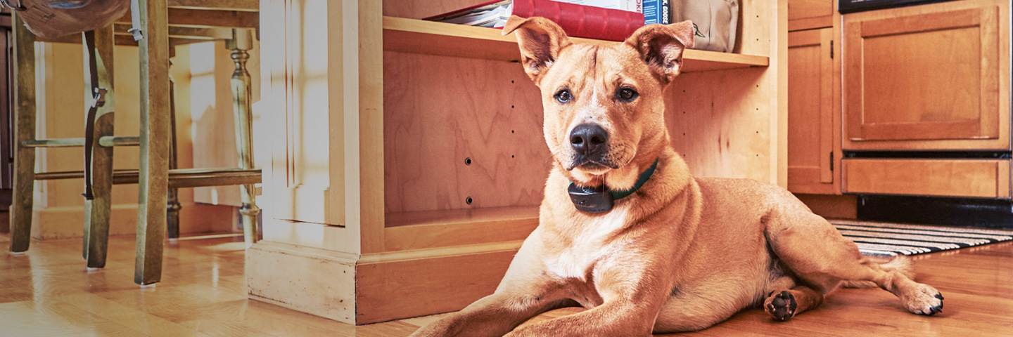 DogWatch of Eastern MA, , Massachusetts | Indoor Pet Boundaries Slider Image