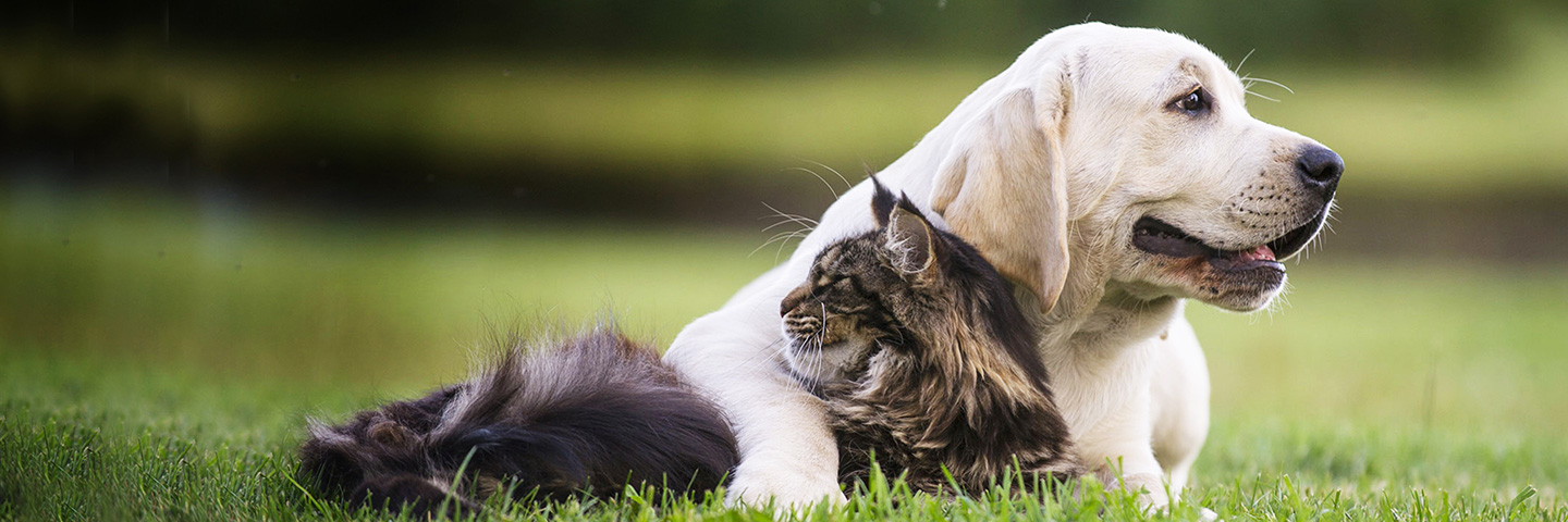 DogWatch of Eastern MA, , Massachusetts | Cat Fences Slider Image