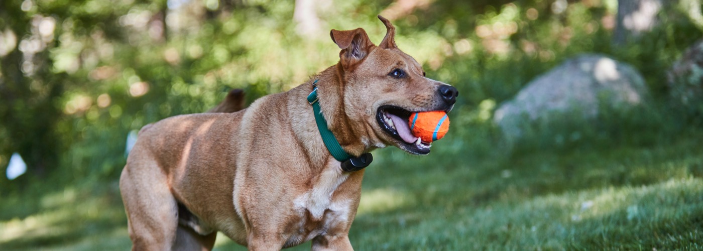 DogWatch of Eastern MA, , Massachusetts | ProFenceX Slider Image
